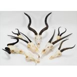 Horns/Skulls: A Selection of African Game Trophy Skulls, a varied selection to include - Cape