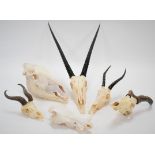 Horns/Skulls: A Selection of African Game Trophy Skulls, a varied selection to include - Burchells