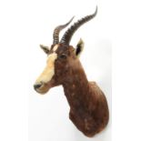 Taxidermy: Blesbok (Damaliscus pygargus phillipsi), modern, shoulder mount facing to the right, 52cm