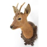 Taxidermy: European Roebuck (Capreolus capreolus), circa late 20th century, adult buck neck mount