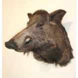 Taxidermy: European Wild Boar (Sus scrofa), modern, a large high quality shoulder mount looking