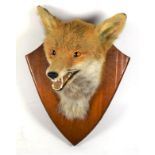 Taxidermy: Red fox mask (vulpes vulpes) circa late 20th century, adult head mount with mouth