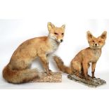 Taxidermy: European Red Fox (Vulpes vulpes), circa late 20th century, full mount adult with head