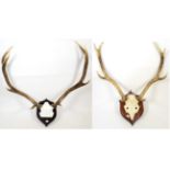 Antlers/Horns: Two sets of European Red Deer antlers, both eight points each, each mounted upon a