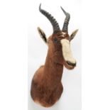 Taxidermy: Blesbok (Damaliscus phillipsi), modern, South Africa, adult male shoulder mount looking