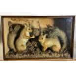 Taxidermy: A Pair of Cased Red Squirrels (Sciurus vulgaris), circa 1900, a pair of adult full