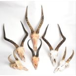 Antler/Horns: A Group of African Game Trophy Skulls, comprising - two mountain Reedbuck, two