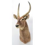 Taxidermy: Ellipsen Waterbuck (Kobus ellipsiprymnus), circa late 20th century, large adult male