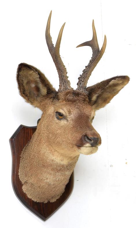 Taxidermy: European Roebuck (Capreolus capreolus), circa late 20th century, high quality adult