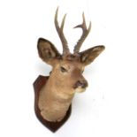 Taxidermy: European Roebuck (Capreolus capreolus), circa late 20th century, high quality adult