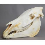 Skulls/Anatomy: Burchell's Zebra Skull (Equus quagga), modern, complete bleached skull, 52cm by 30cm
