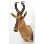 Taxidermy: Cape Red Hartebeest (Alcelaphus caama), modern, South Africa, high quality adult male