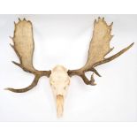 Antlers/Horns: A Large Set of European Moose Antlers (Alces alces), circa late 20th century, a large