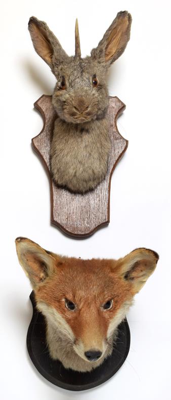 Taxidermy: Red Fox Mask & Jackalope, circa late 20th century, an adult Red Fox mask looking straight