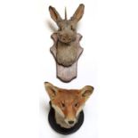 Taxidermy: Red Fox Mask & Jackalope, circa late 20th century, an adult Red Fox mask looking straight