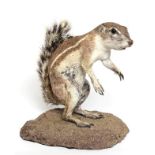 Taxidermy: Southern Ground Squirrel (Xerus inauris), modern, full mount adult in stooped pose,