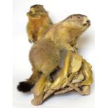 Taxidermy: A Pair of Alpine Marmot's (Marmota marmota), circa late 20th century, a pair of large