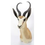 Taxidermy: South African Springbok (Antidorcas marsupialis), modern, South Africa, high quality