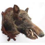 Taxidermy: European Wild Boar (Sus scrofa), circa early 21st century, young adult male head mount