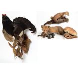 Taxidermy: A Group of European Countryside Animals and Birds, comprising - Red Fox full mount laid