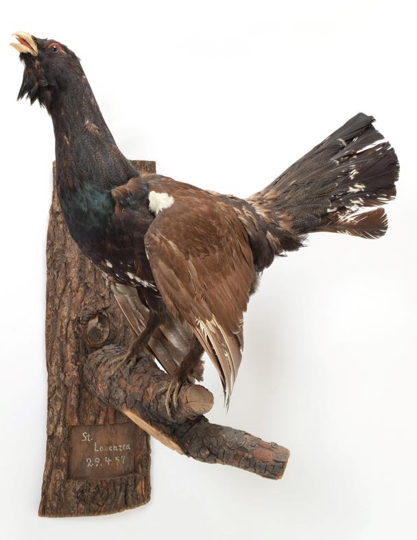 Taxidermy: European Capercaillie (Tetrao urogallus) circa 1957, cock bird in calling pose with