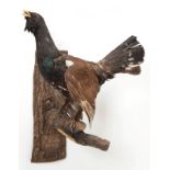Taxidermy: European Capercaillie (Tetrao urogallus) circa 1957, cock bird in calling pose with