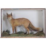 Taxidermy: A Late Victorian Cased Red Fox (vulpes vulpes) an adult full mount with head turning to