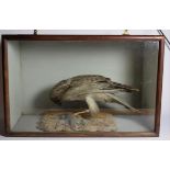 Taxidermy: A Cased Victorian Northern Harrier, circa 1880-1900, a full mount adult with finch prey