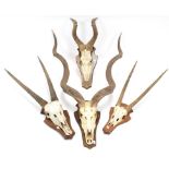 Antlers/Horns: A Group of African Game Trophies, circa late 20th century, comprising - a set of