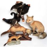 Taxidermy: A Group of Countryside European Animals and Birds, comprising - juvenile Red Fox with