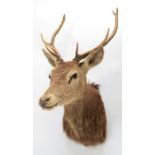 Taxidermy: European Red Deer (Cervus elaphus), circa late 20th century, adult stag shoulder mount