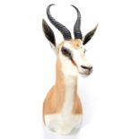 Taxidermy: South African Springbok (Antidorcas marsupialis), modern, high quality shoulder mount