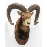 Taxidermy: European Mouflon (Ovis aries musimon ), circa late 20th century, 5 year old adult