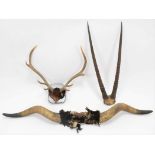 Antlers/Horns: Gemsbok Oryx horns on cut upper skull cap, Domestic Cow horns on boss, European Red