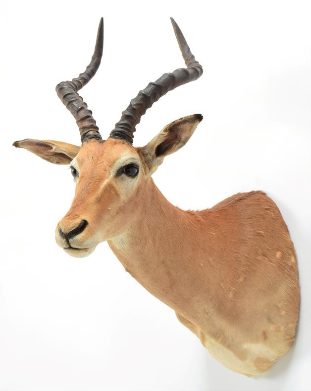 Taxidermy: Common Impala (Aepyceros melampus), circa late 20th century, young adult male shoulder