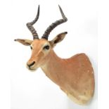 Taxidermy: Common Impala (Aepyceros melampus), circa late 20th century, young adult male shoulder