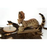 Taxidermy: Genet full mount on grit covered base, overall length 59cm, European Wild Boar hide, an