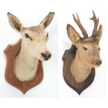 Taxidermy: Red Deer & Roebuck, circa late 20th century, a doe Red deer neck mount looking straight