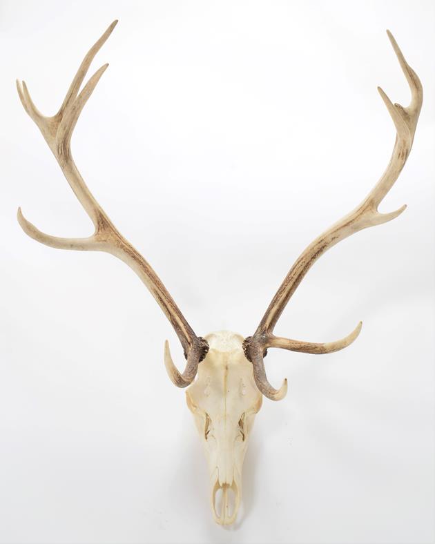 Antlers/Horns: European Red Deer (Cervus elaphus), circa late 20th century, adult Royal Stag antlers