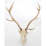 Antlers/Horns: European Red Deer (Cervus elaphus), circa late 20th century, adult Royal Stag antlers
