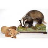 Taxidermy: European Badger & Red Fox (Meles meles/ Vulpes vulpes), circa late 20th century, a full