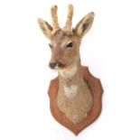 Taxidermy: European Roebuck (Capreolus capreolus), circa late 20th century, by Pascal Boniface,