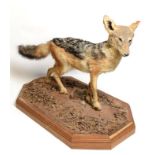 Taxidermy: Black-Backed Jackal (Canis mesomelas), modern, South Africa, a full mount adult in