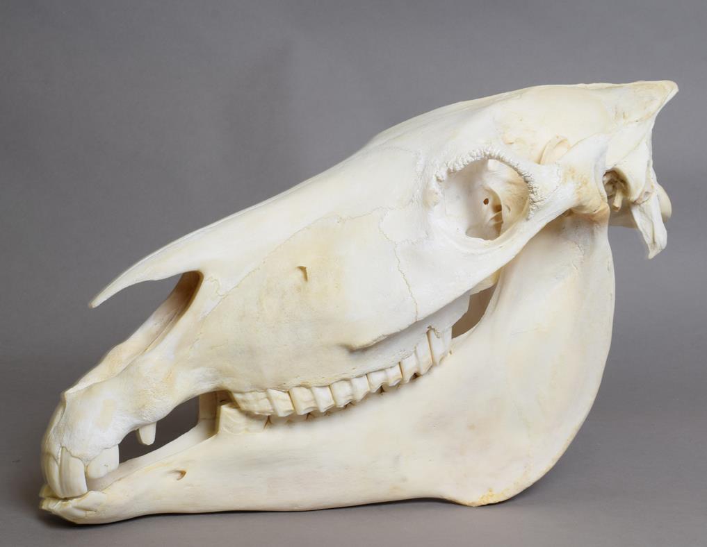 Skulls/Anatomy: Burchell's Zebra Skull (Equus quagga), modern, complete bleached skull, 54cm by 30cm