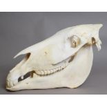 Skulls/Anatomy: Burchell's Zebra Skull (Equus quagga), modern, complete bleached skull, 54cm by 30cm