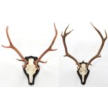 Antlers/Horns: European Red Deer (Cervus elaphus), circa late 20th century, Hungarian adult stag