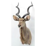 Taxidermy: Cape Greater Kudu (Strepsiceros strepsiceros), circa late 20th century, South Africa,