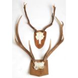 Antlers/Horns: European Red Deer (Cervus elaphus), modern, adult stag antlers on cut upper skull