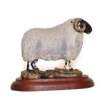 Border Fine Arts 'Blackfaced Tup' (Style One), model No. L15 by Mairi Laing Hunt, limited edition