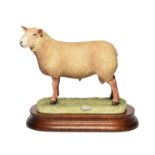 Border Fine Arts 'Charolais Ram', model No. B0774 by Ray Ayres, limited edition 325/750, on wood